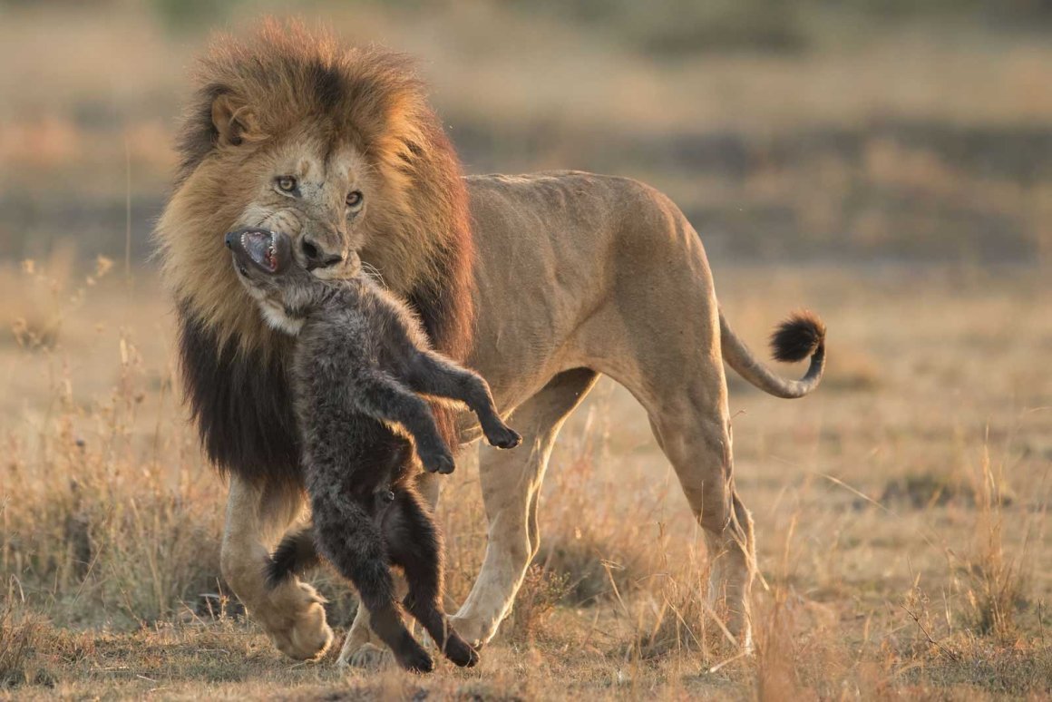 Древняя гигантская гиена