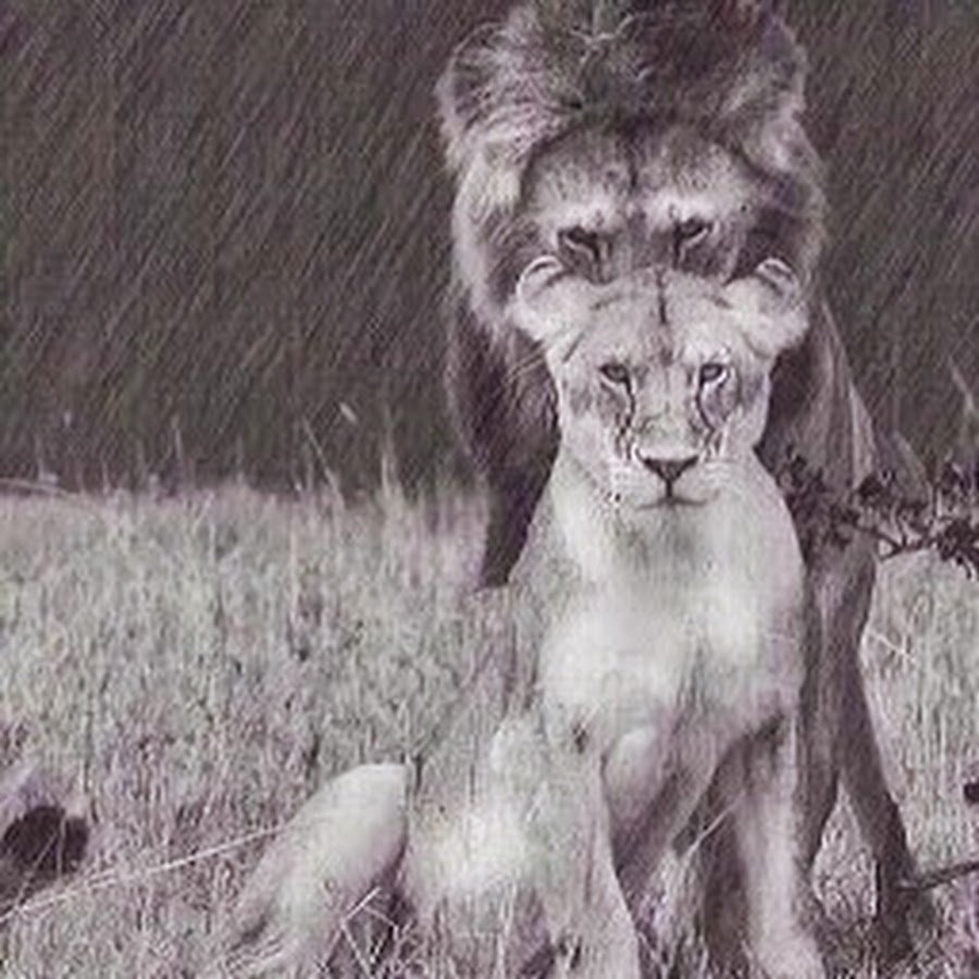 Барсук медоед против Льва