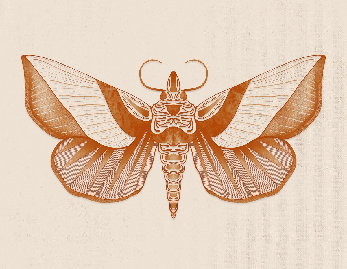 Калиптра эустригата