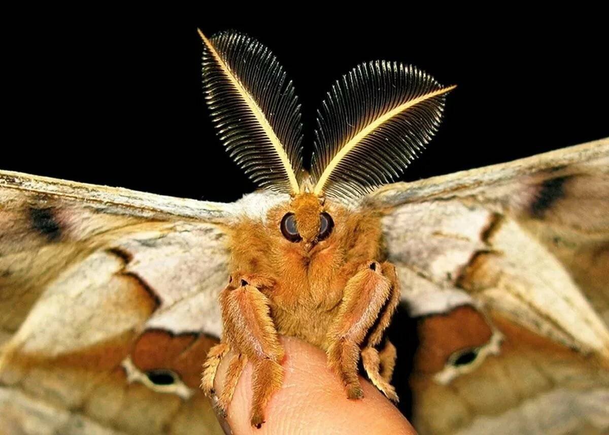 Бабочка Windows