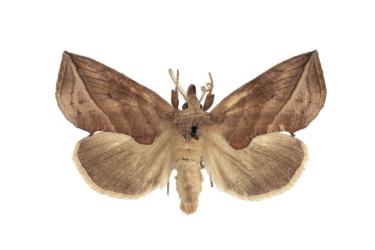Calyptra Magnus