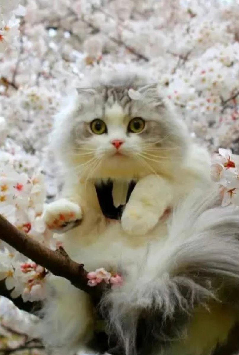 Весна и котики