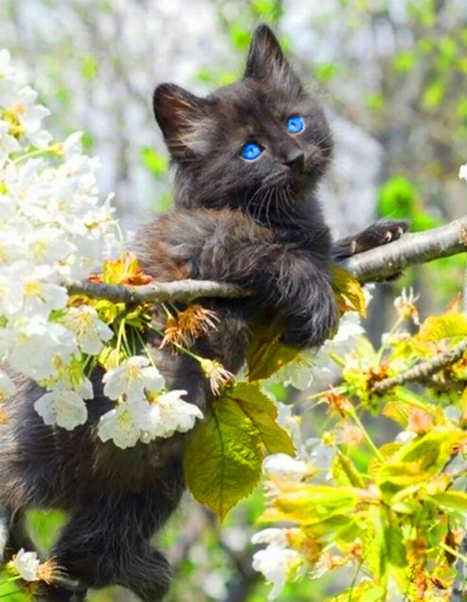 Котята весной