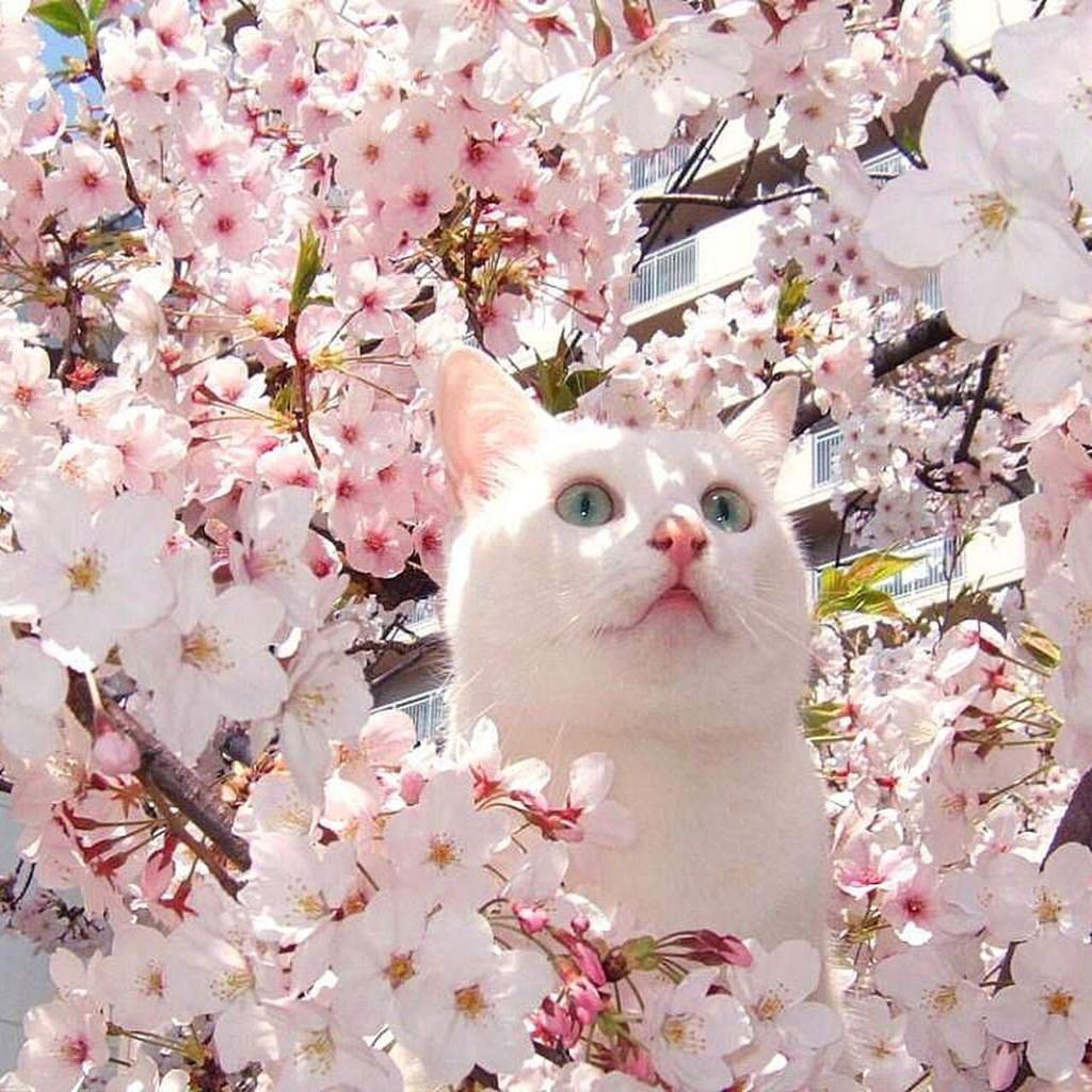 Весенние коты