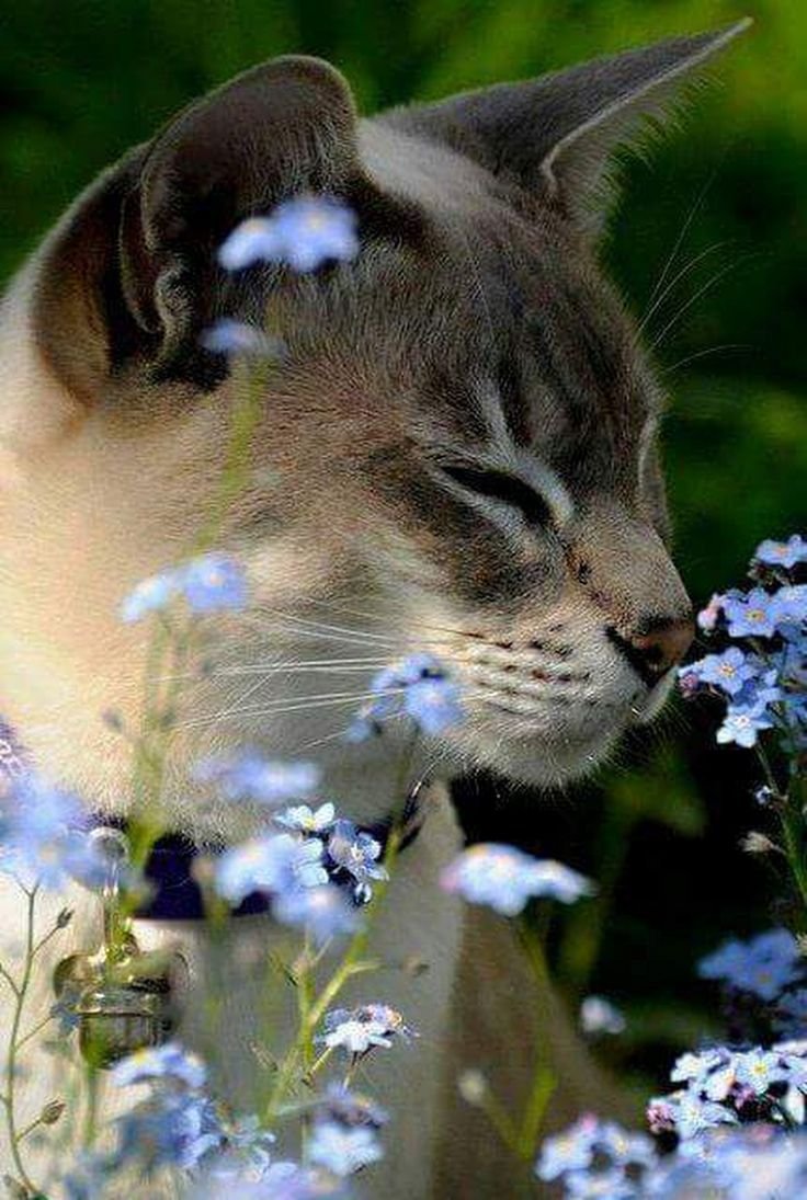 Кот нюхает цветы
