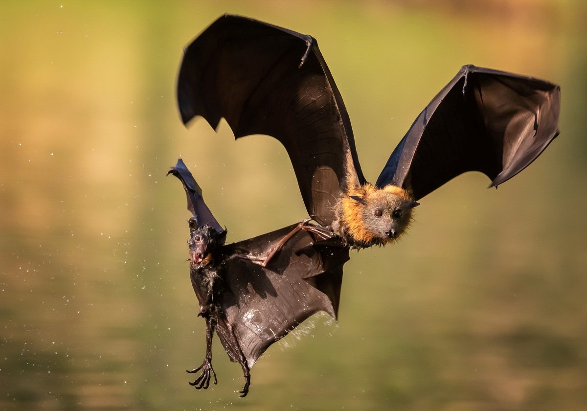 Крылан летучая лисица