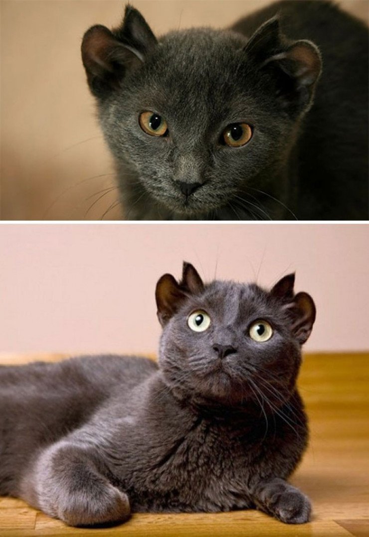 Кошка с 4 ушами