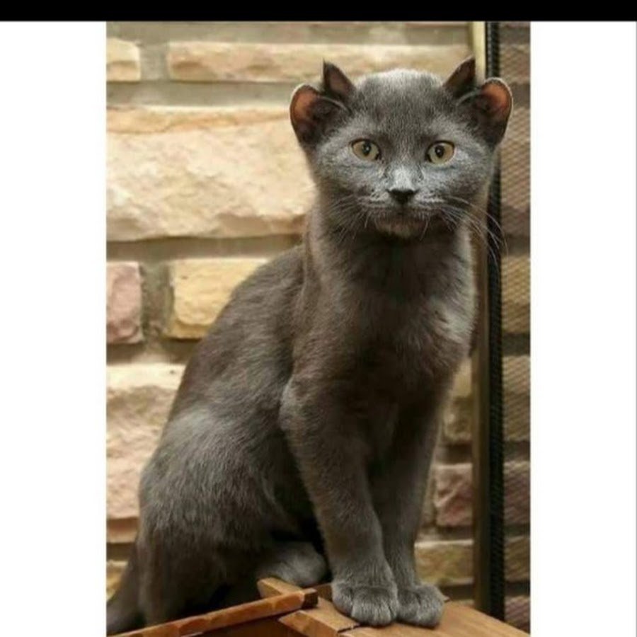 Четырехухий кот йода