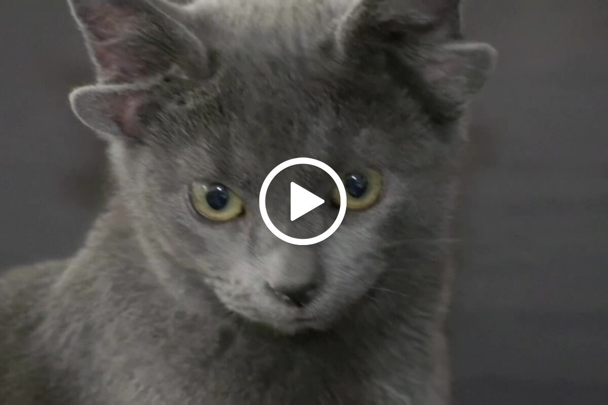 Котенок с 4 ушами