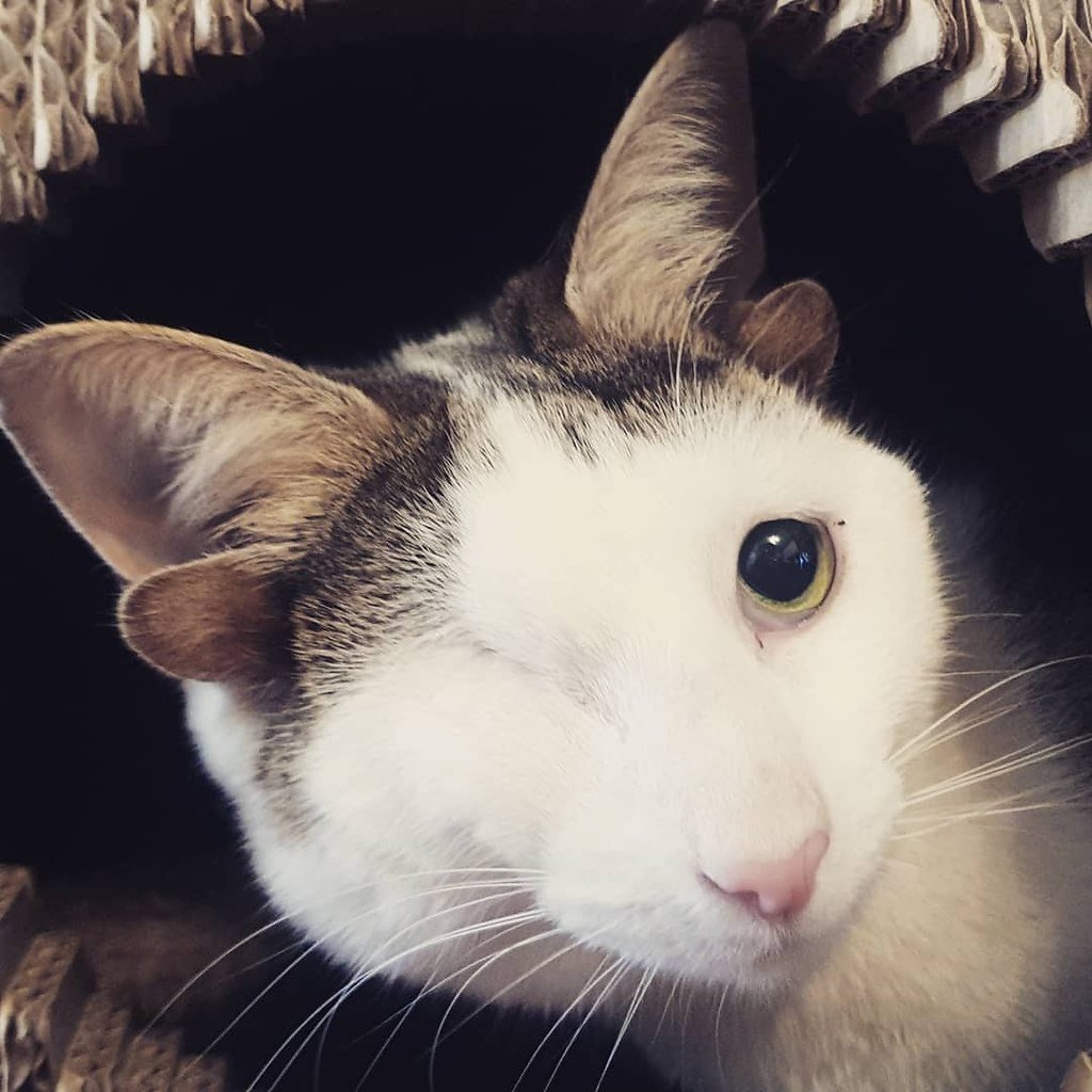 Кот с четырьмя ушами