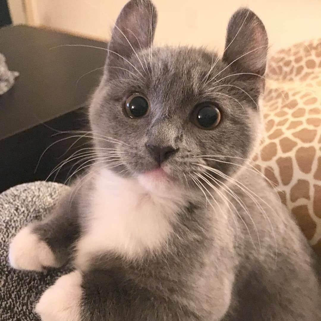 Коты с необычными глазами