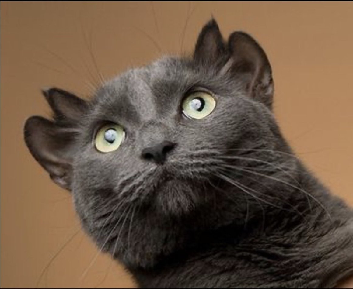 Кот с четырьмя ушами