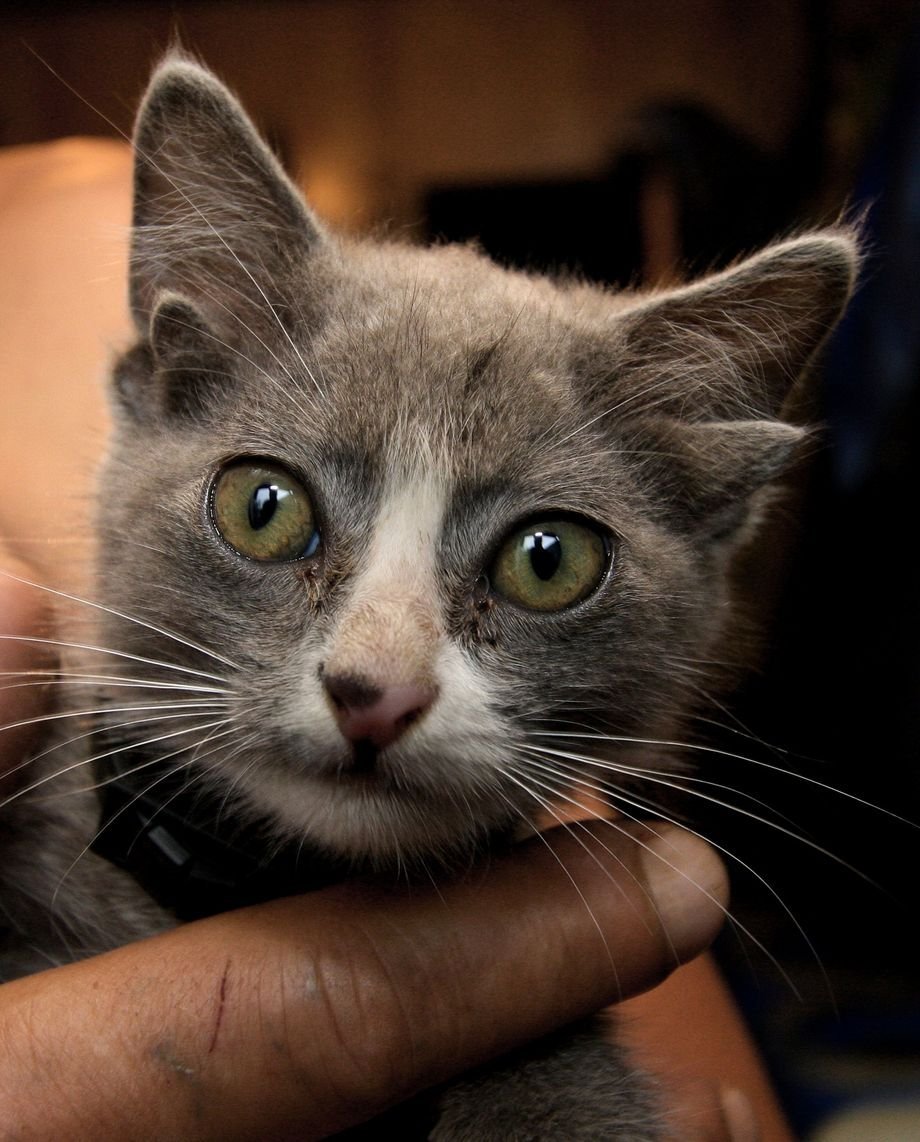 Четырехухий кот йода