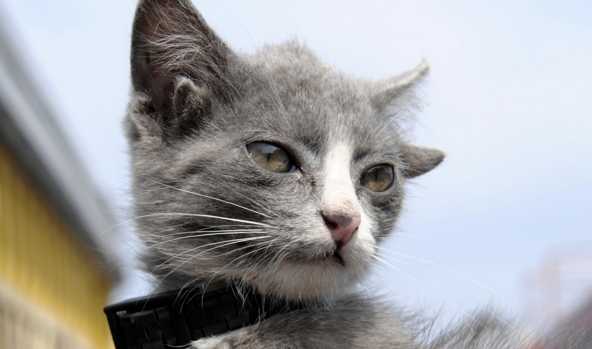 Кот с четырьмя ушами