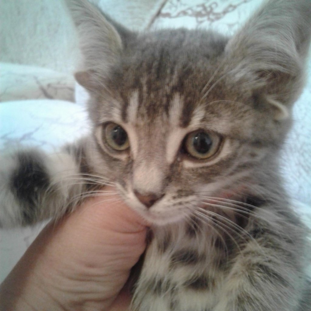 Котята породы кинкалоу