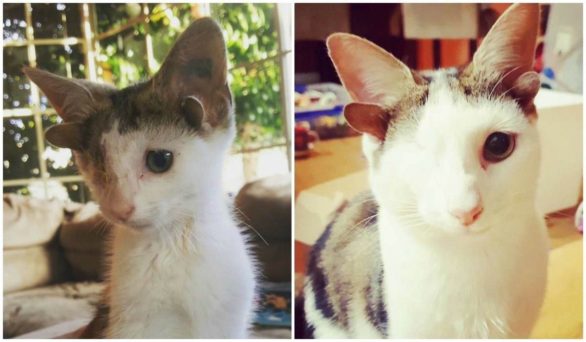 Смешной черный кот