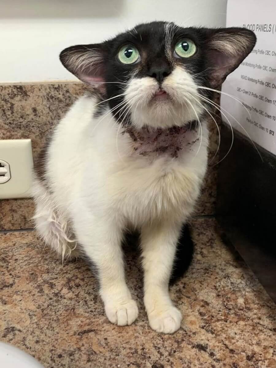 Кот с четырьмя ушами и одним глазом