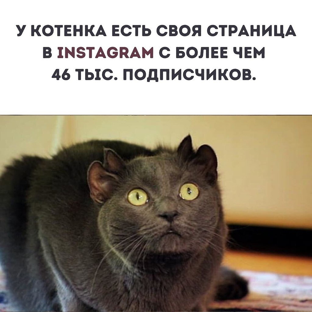 Кот йода с 4 ушами