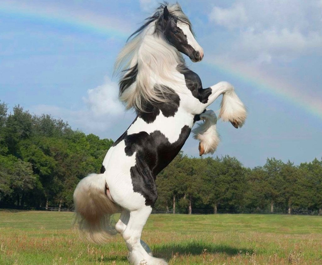 Драмхорс порода лошадей