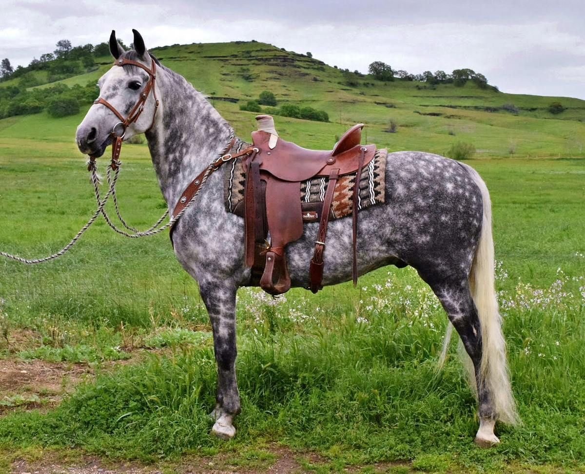 Аппалуза лошадь оседланная