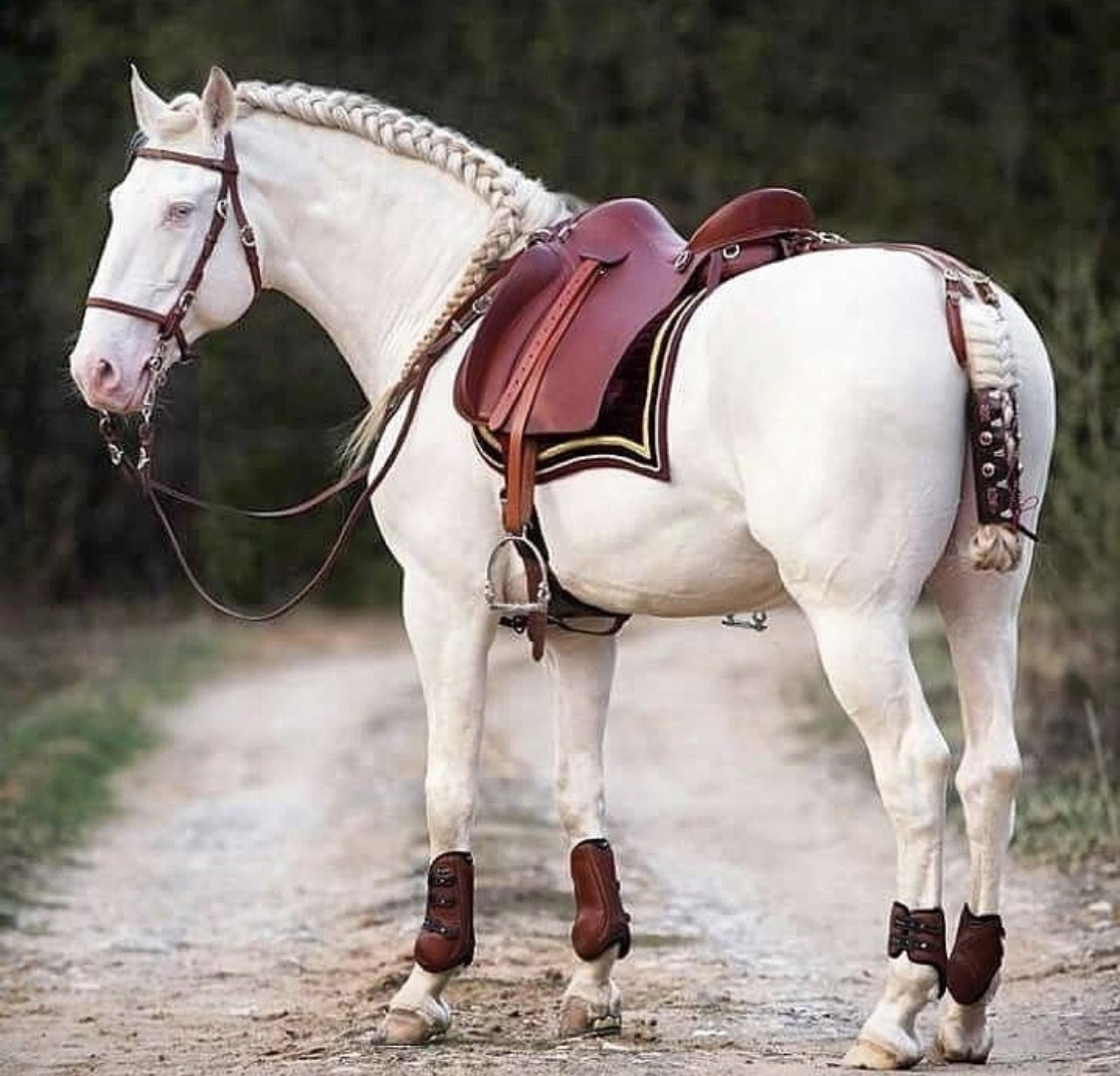 Оседланный конь