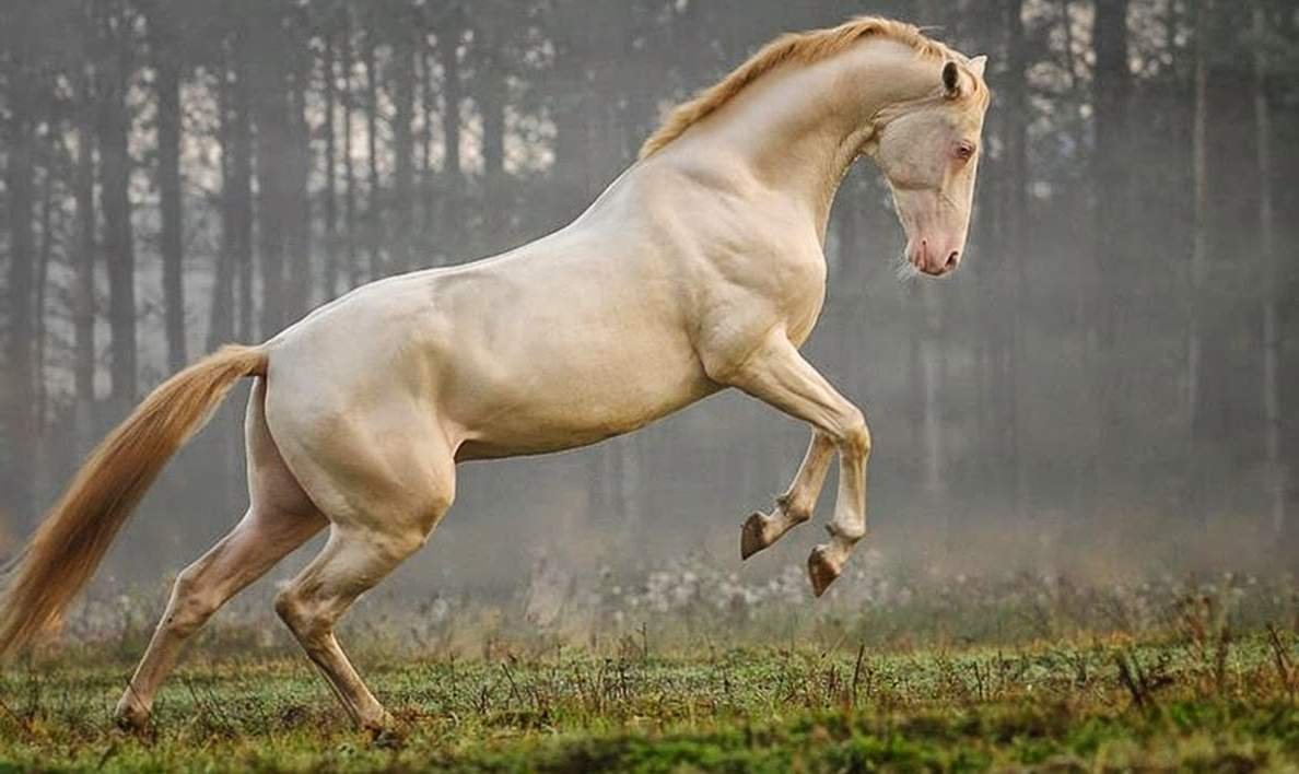 Ахалтекинская Изабелловая