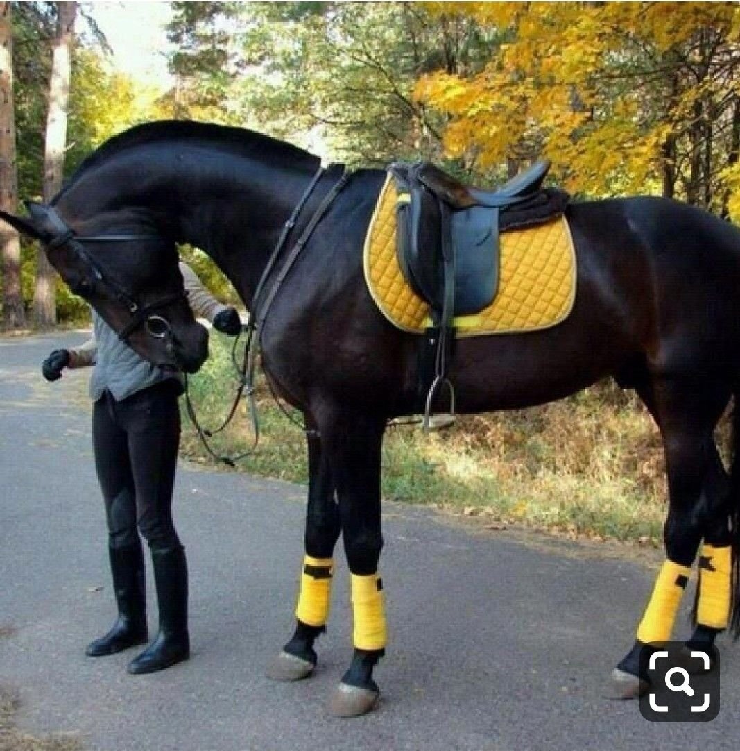 Оседланная лошадь