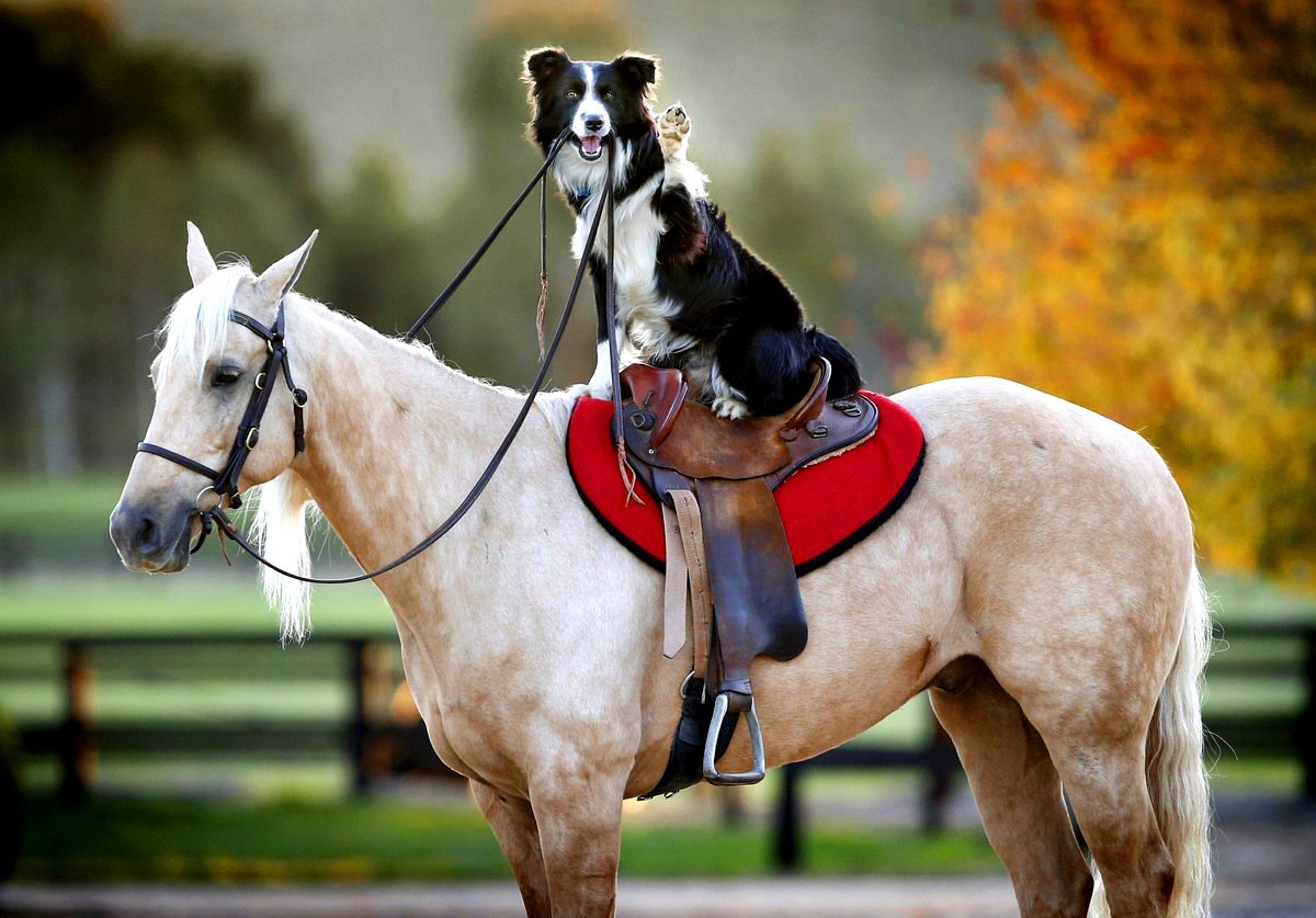 Оседланная лошадь