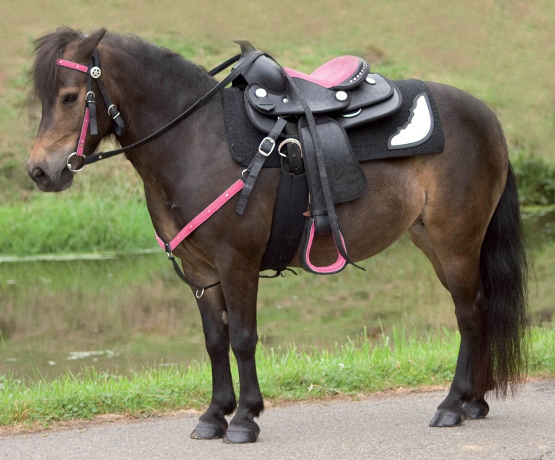 Лошадь с уздечкой и седлом