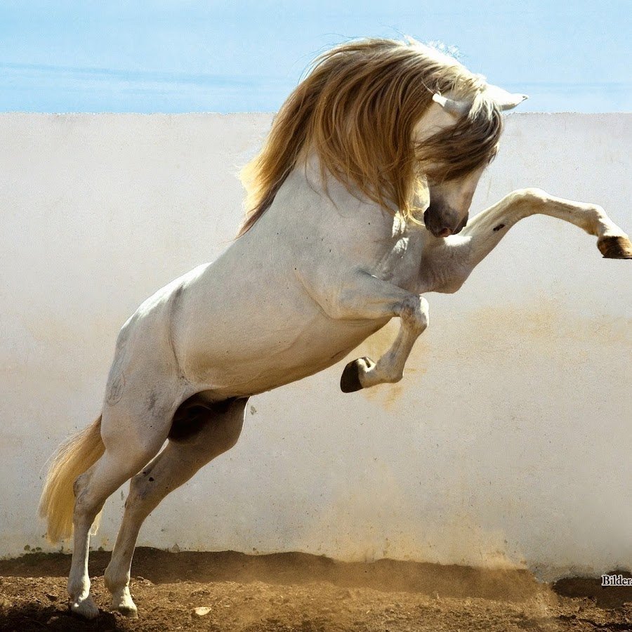 Белый конь на дыбах