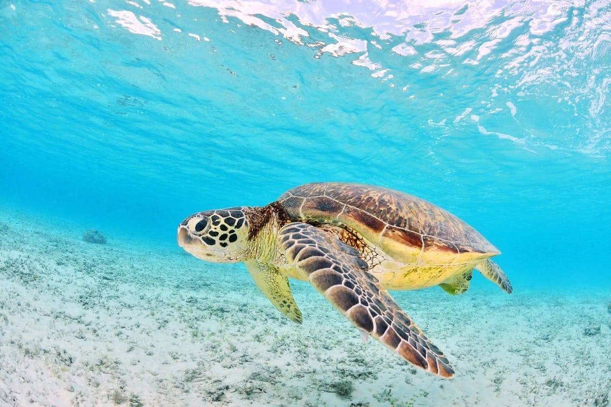 Закинф черепахи Каретта