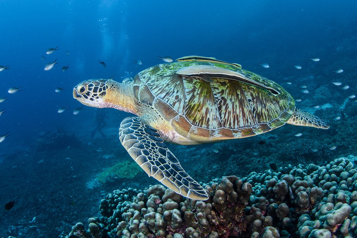 Морская черепаха Египет