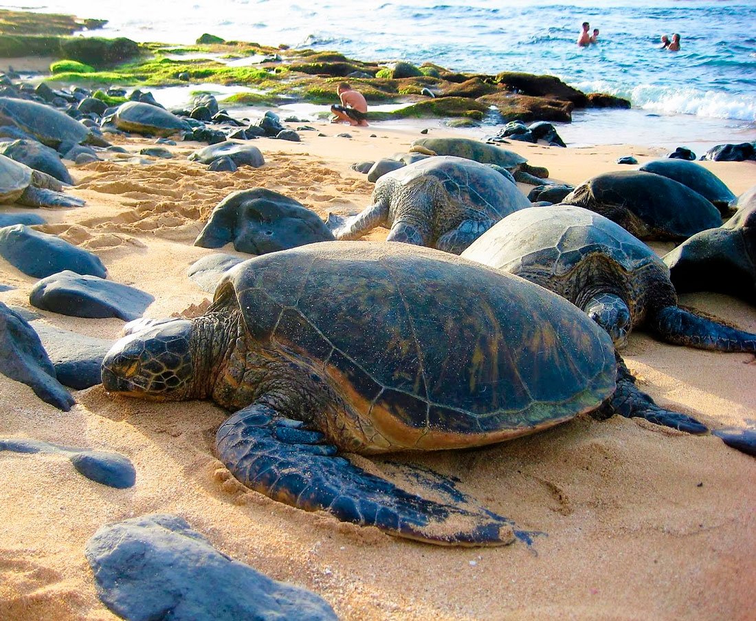 Гигантская кожистая черепаха