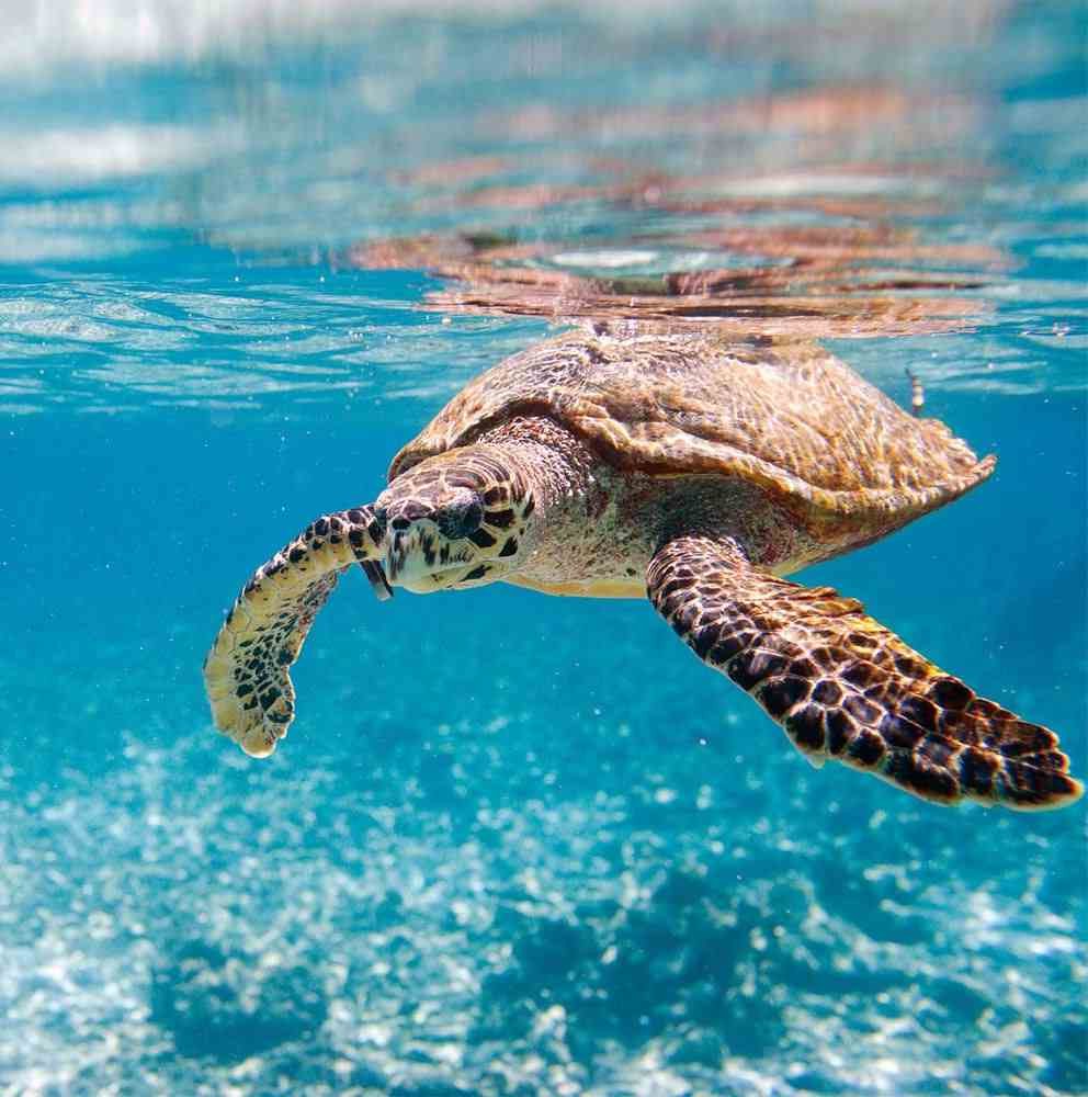 Морская черепаха Каретта