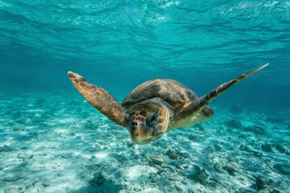 Черепаха Каретта (логгерхед)