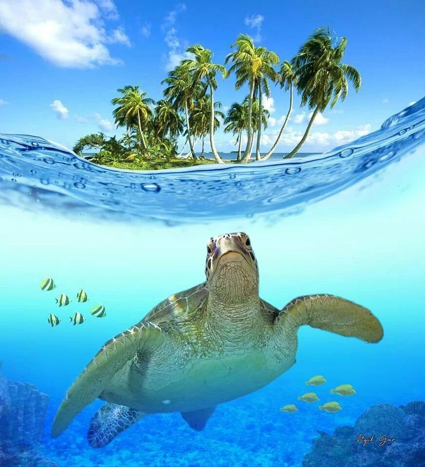 Океан пляж черепахи