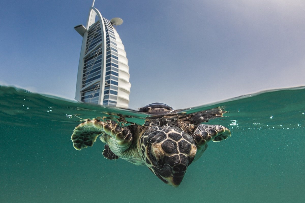 Морские животные в Дубае