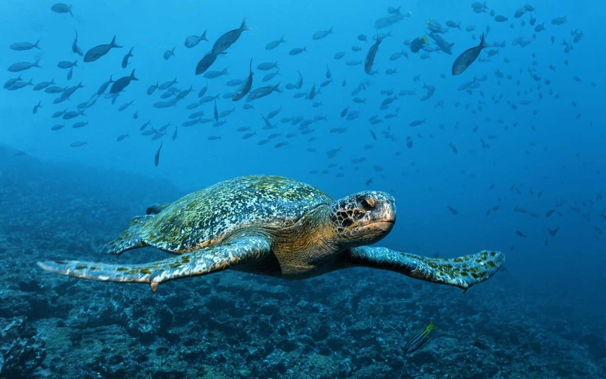 Морская черепаха Галапагосы