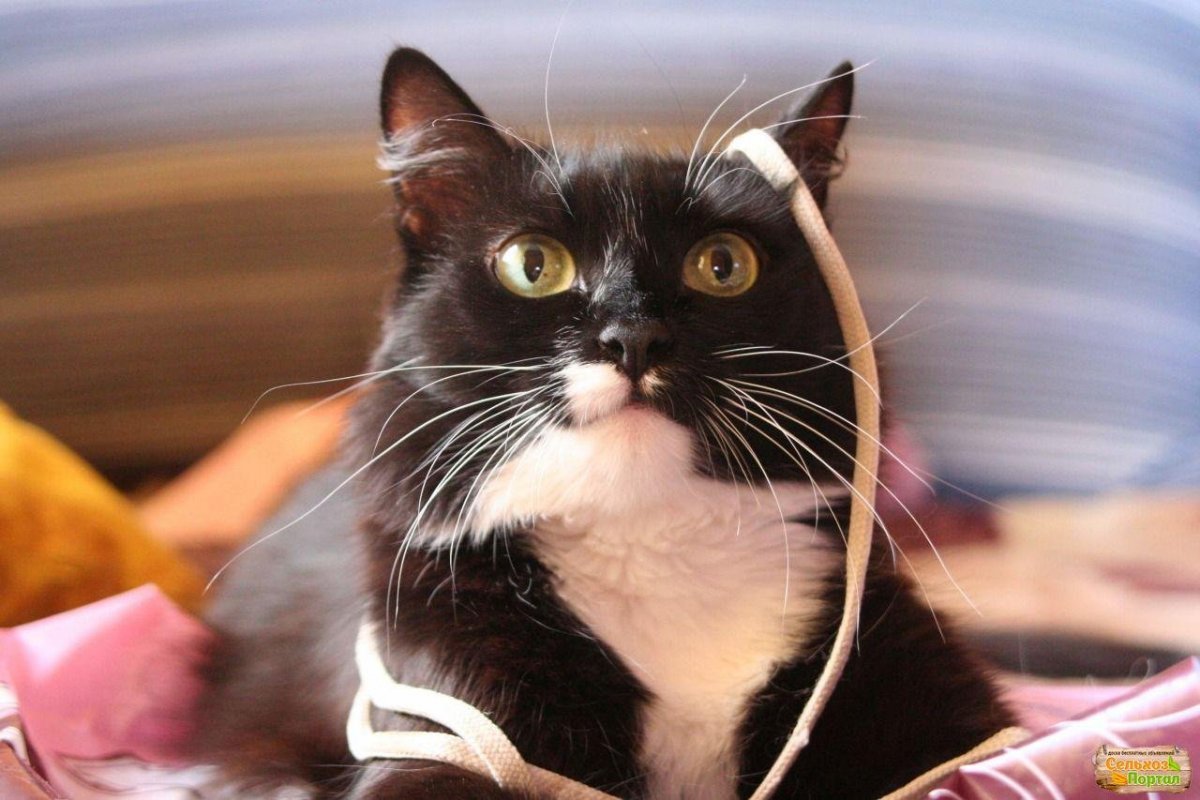 Черный котенок с белыми усами