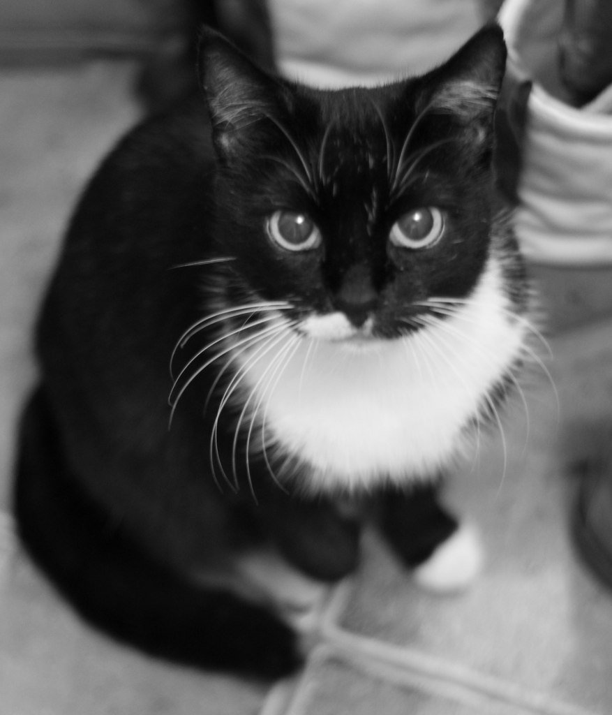 Котики черный и белый