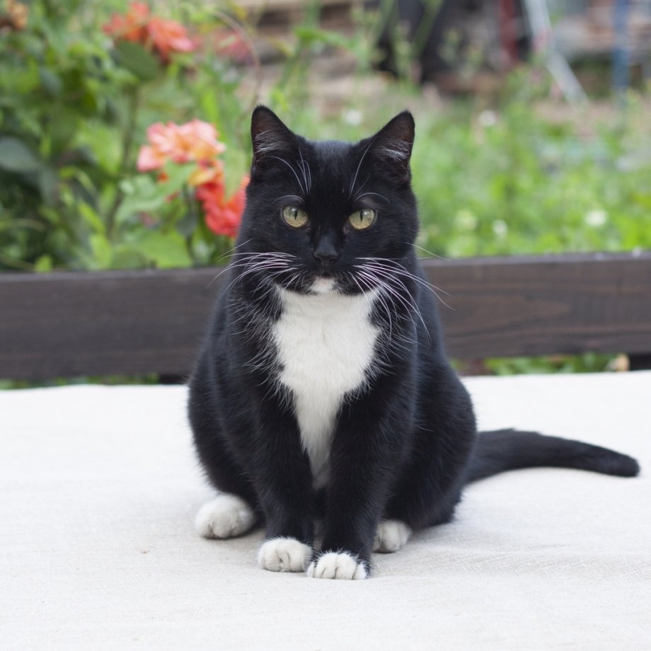 Маркизные кошки