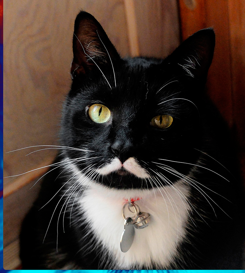 Кот с черными усами