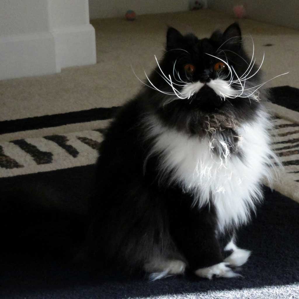 Кот с белыми усами