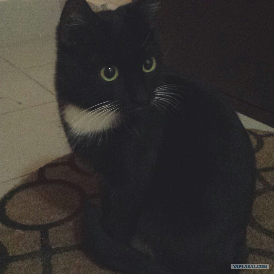 Черный кот с белыми усами