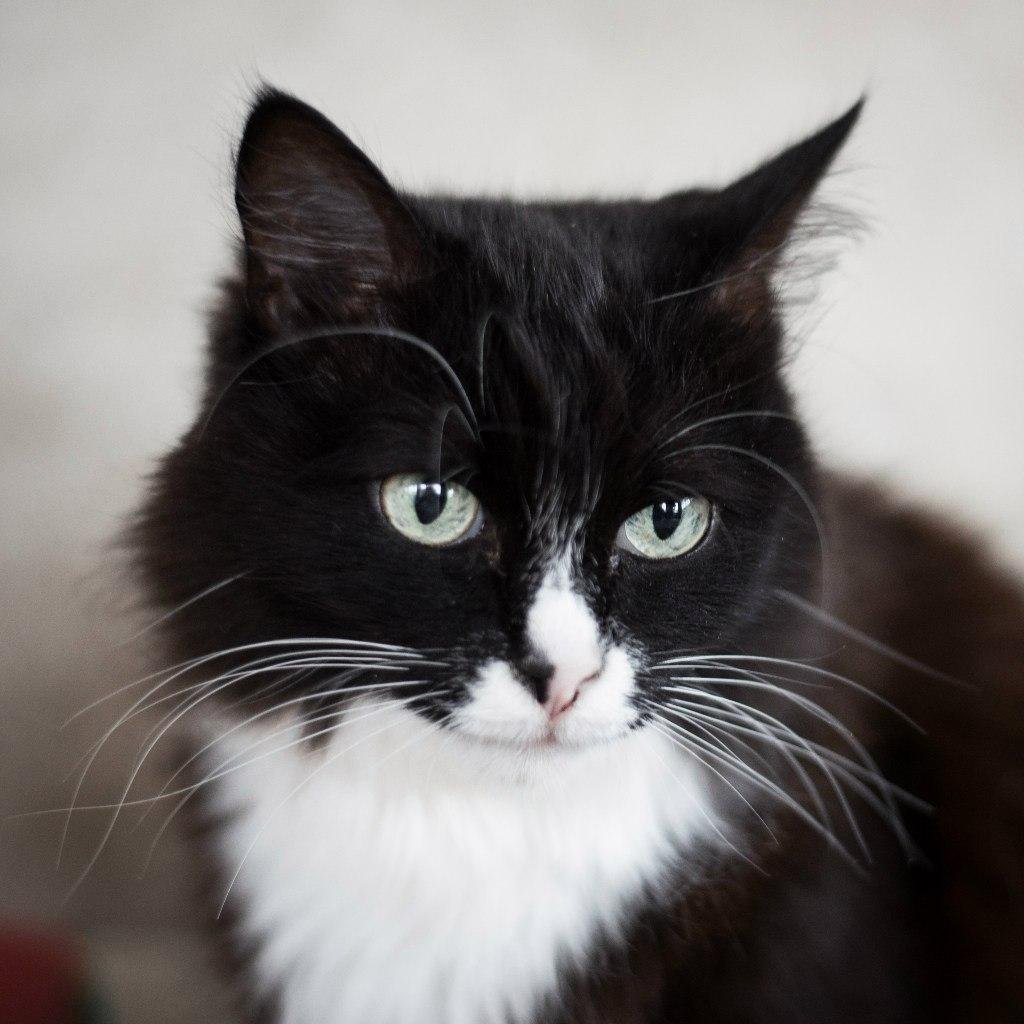 Порода кошек черная с белым уши коричневого