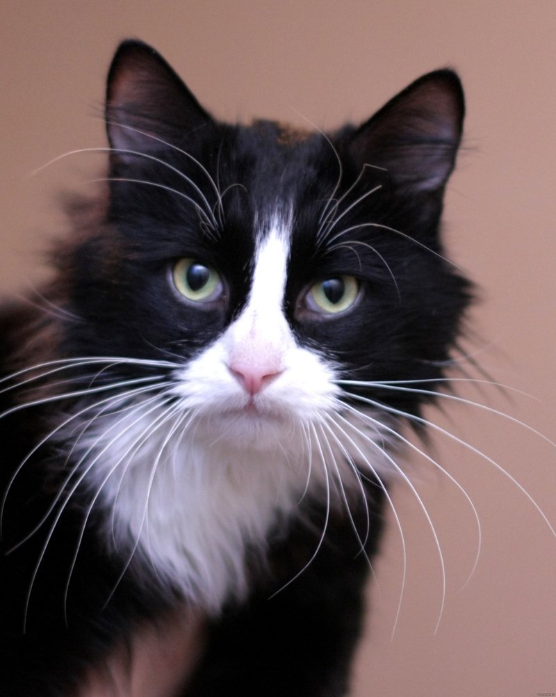 Кошка черная с белым