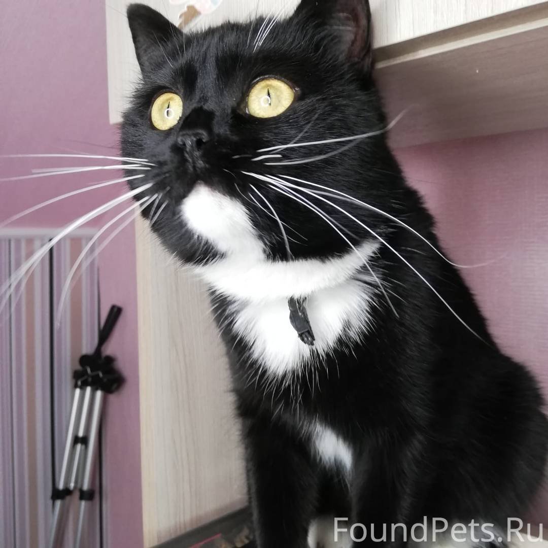 Черная кошка с белыми усами