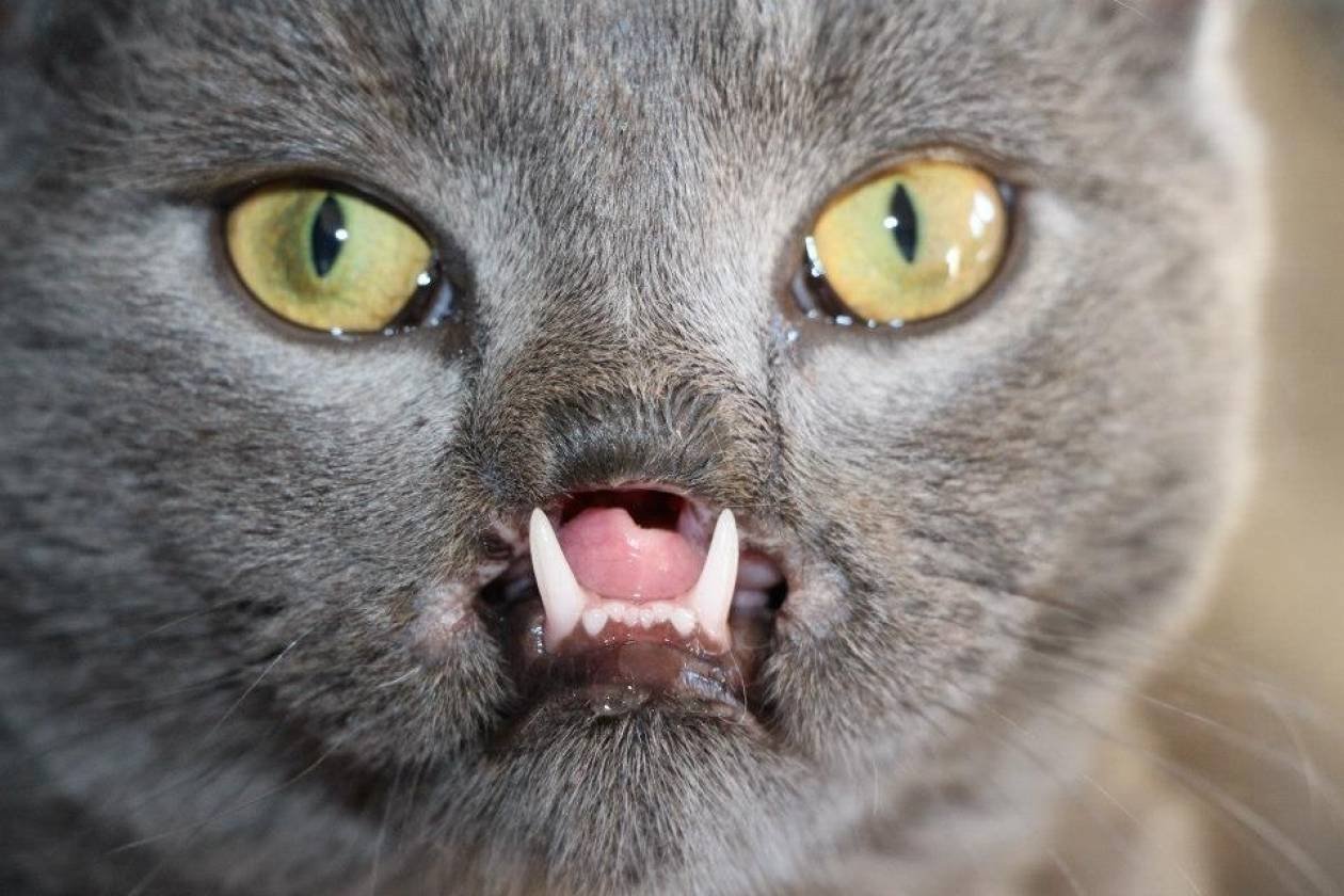 Кот оказался вампиром. Кот-вампир Лазарус. Кальцивироз (эозинофильная гранулема). Зубастая кошка.