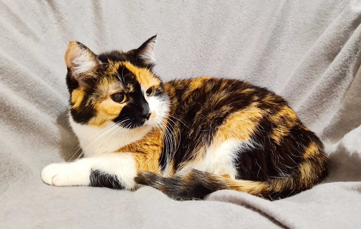 Атлантическая полосатая акула