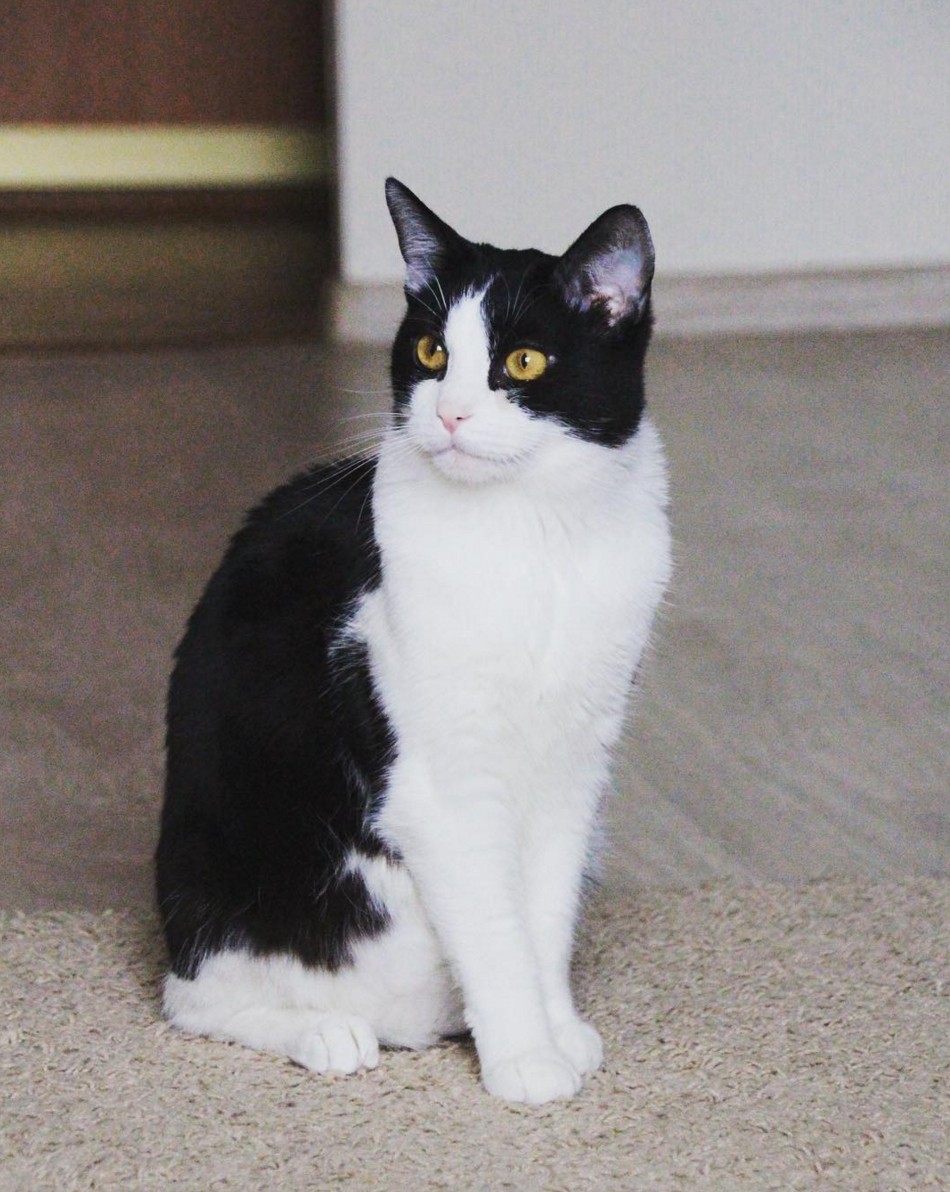 Черепаховая Калико